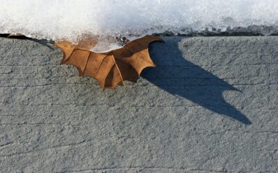 Addressing Winter Damage to Pavement Surfaces